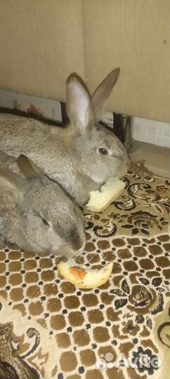 Серый великан