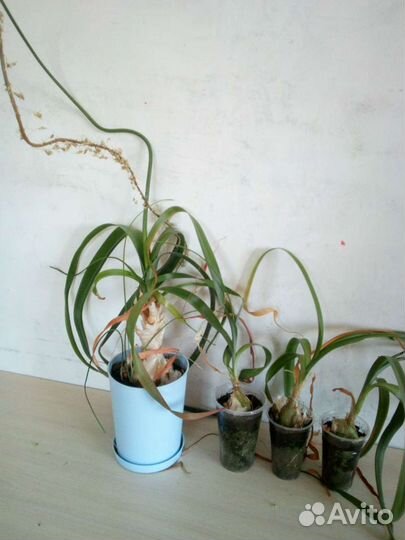 Лук китайский, птицемлечник