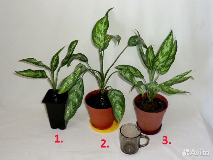 Аглаонемы First Diamond и pseudobracteatum