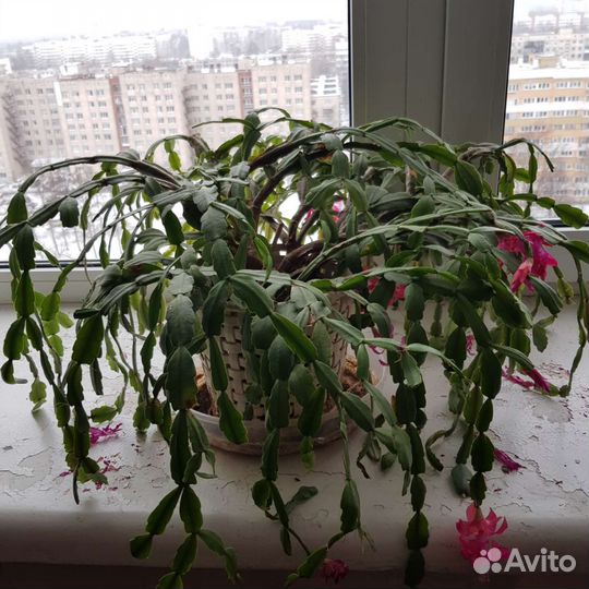 Декабрист цветок