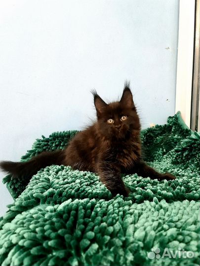 Мейн-кун уголёк