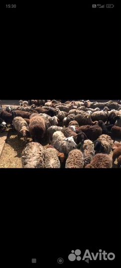 Овцы бараны ягнята
