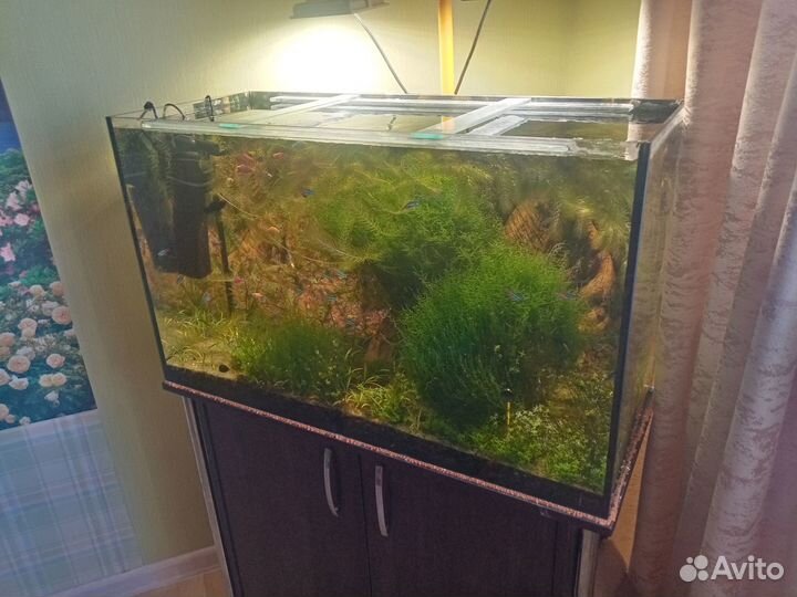 Аквариум готовый с растениями и рыбами