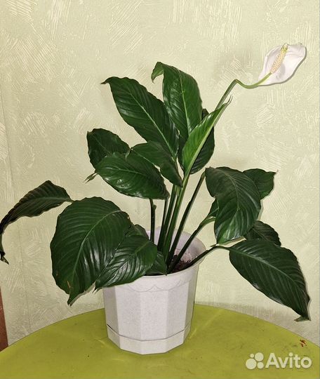 Хлорофитум, драцена, Кислица, Фикус, Спатифиллум