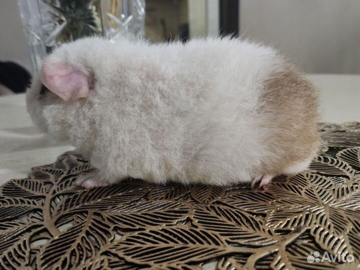 Морская свинка американский тедди