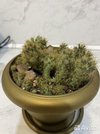 Кактус маммилярия