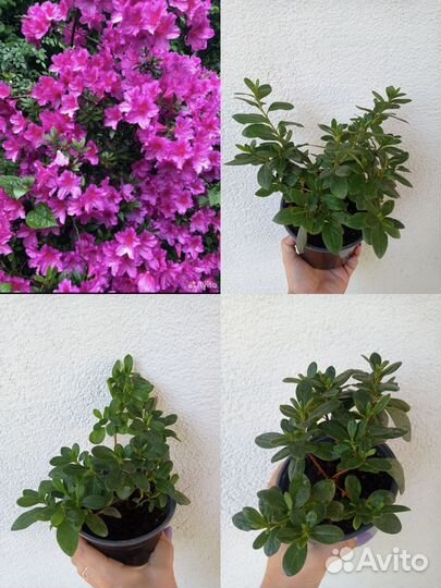 Декоративные цветы