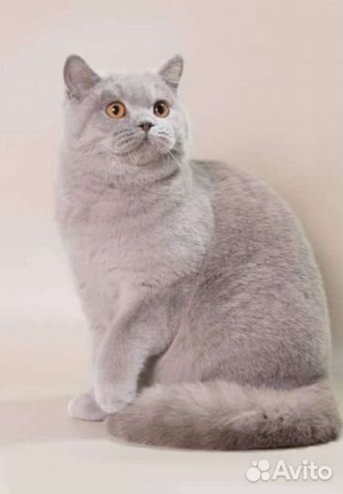 Шикарная британская девочка