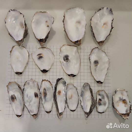 Створки устричных раковин