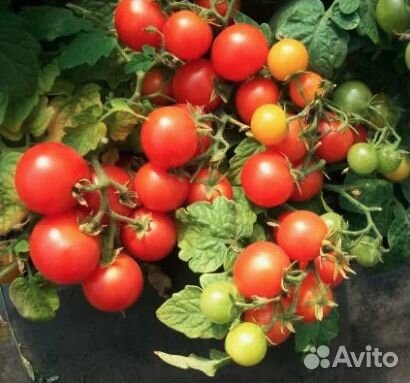 Бронь на июнь - Томат низкорослый - рассада