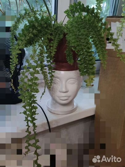 Папоротник домашний, нефролепсис