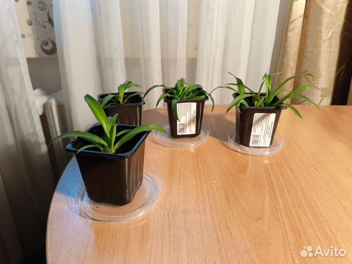 Хлорофитум