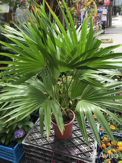 Пальма Ливистона 2 ствола