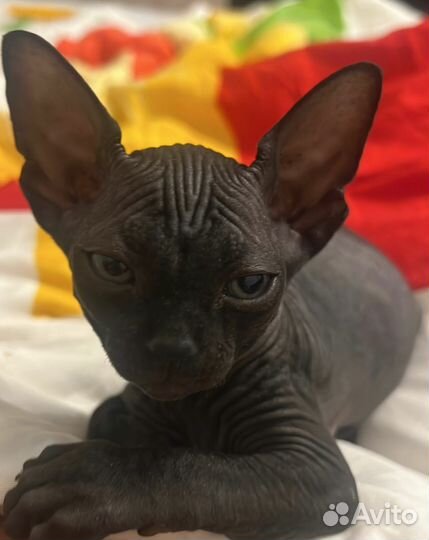 Канадский сфинкс