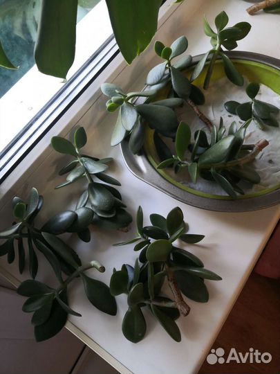 Толстянка денежное дерево