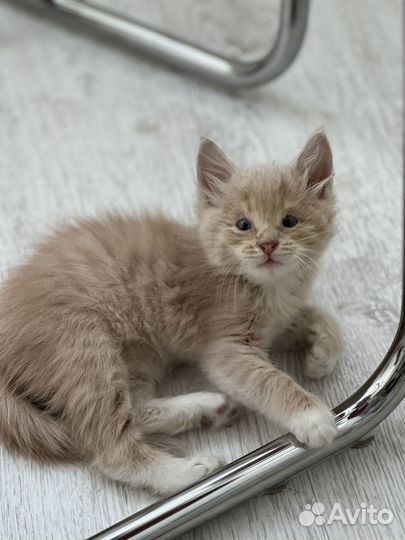 Котята мальчики