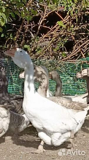 Молодняк Холмогорских гусей