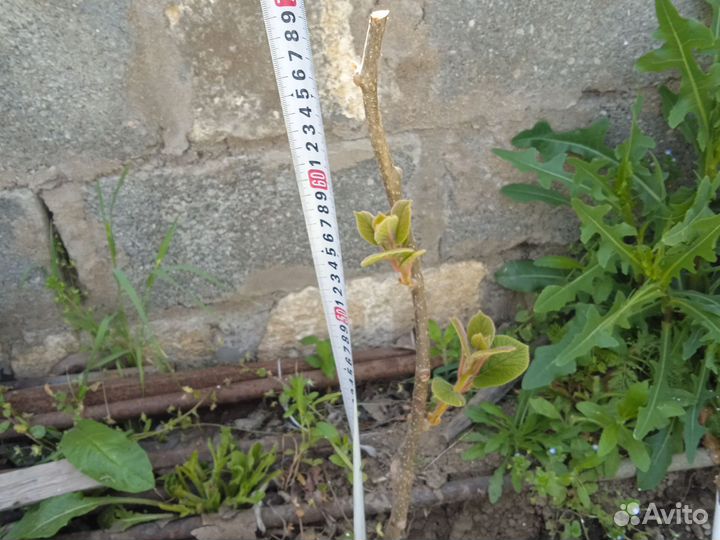 Саженцы мушмулы