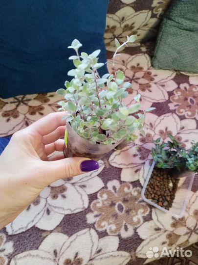 Комнатные растения