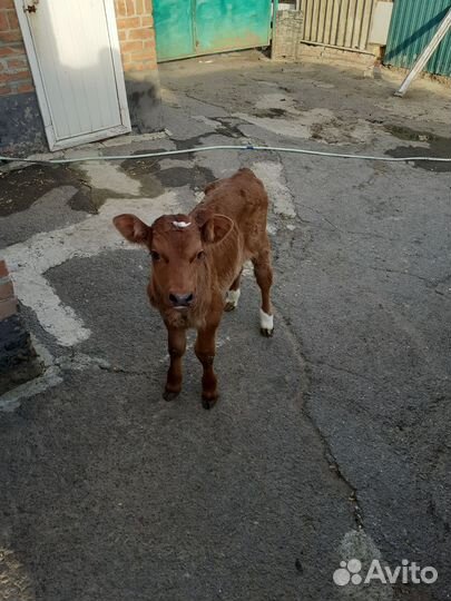 Бычок домашний