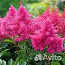Астильбы сортовые