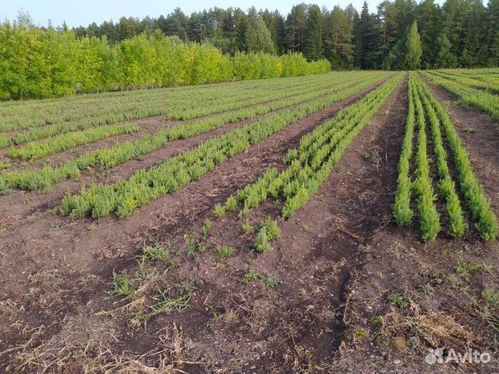 Сеянцы сосны