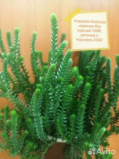 Кактусы и излишки суккулентов - детки