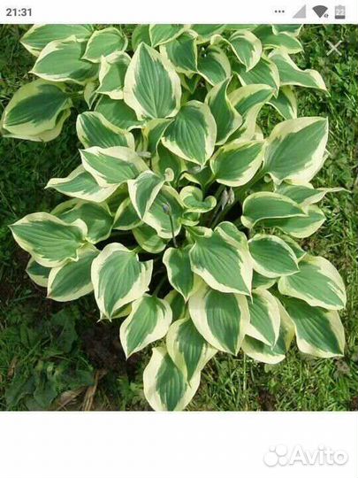 Юкка и хосты разные