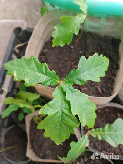 В Дар Рассада Дубов молодых из питомника