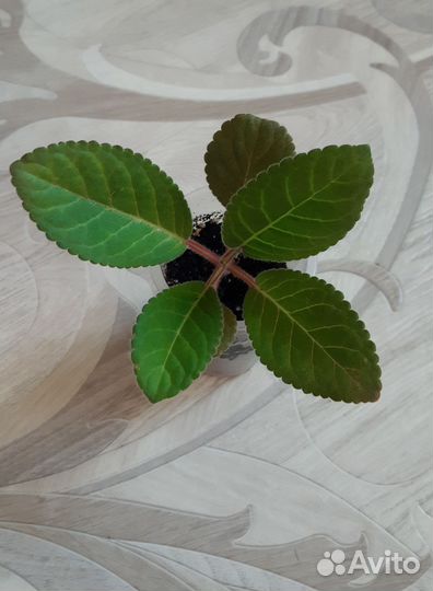 Тидея фиолетовая