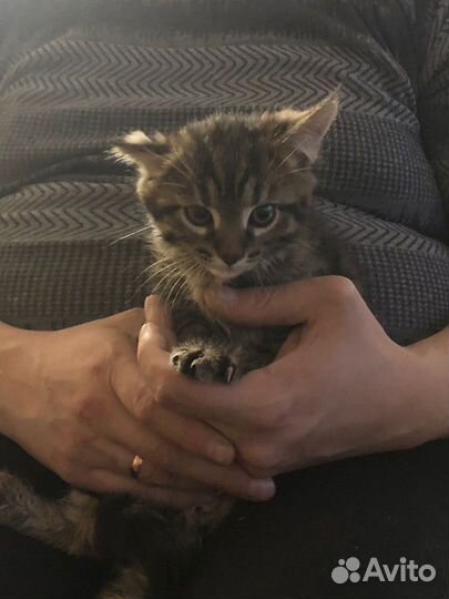 Котятки в добрые руки
