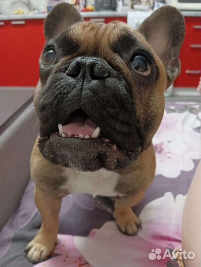 Французский бульдог кабель вязка
