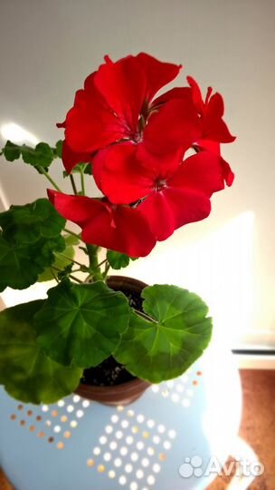 Герань (пеларгония зональная)