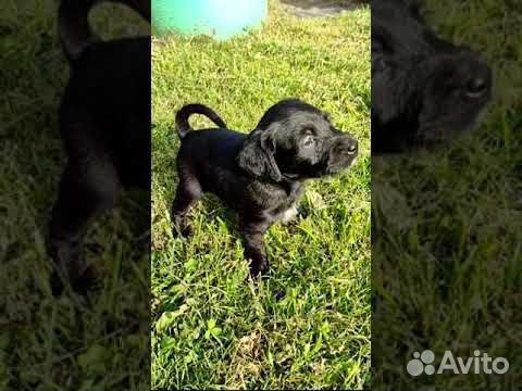 Щенки от маленьких собак (видео) объявление продам