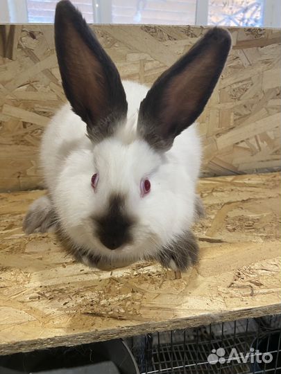 Колифорнийские кролики