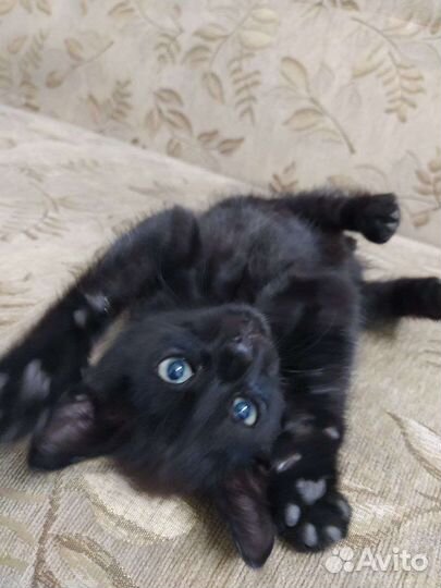 Милые котята в добрые руки