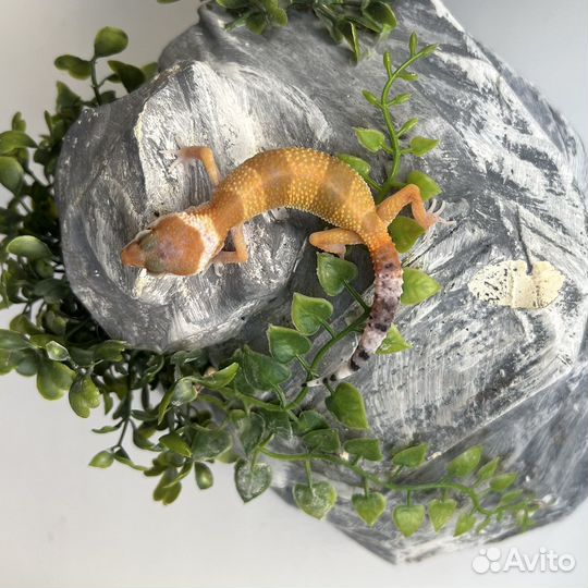 Ящерица леопардовый геккон