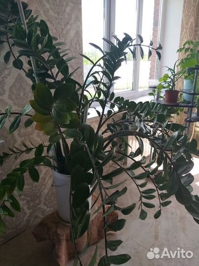 Замиокулькас цветет долларовое дерево