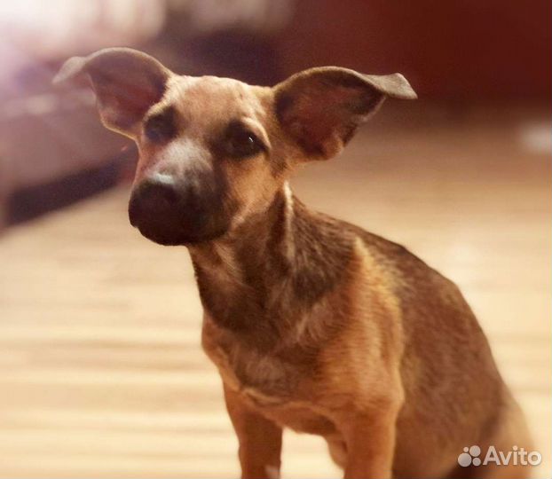 Ушастый коротколапик в добрые руки