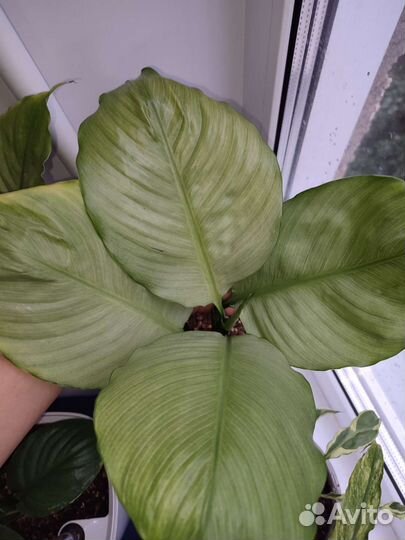 Спатифиллум Спилт милк круглый лист