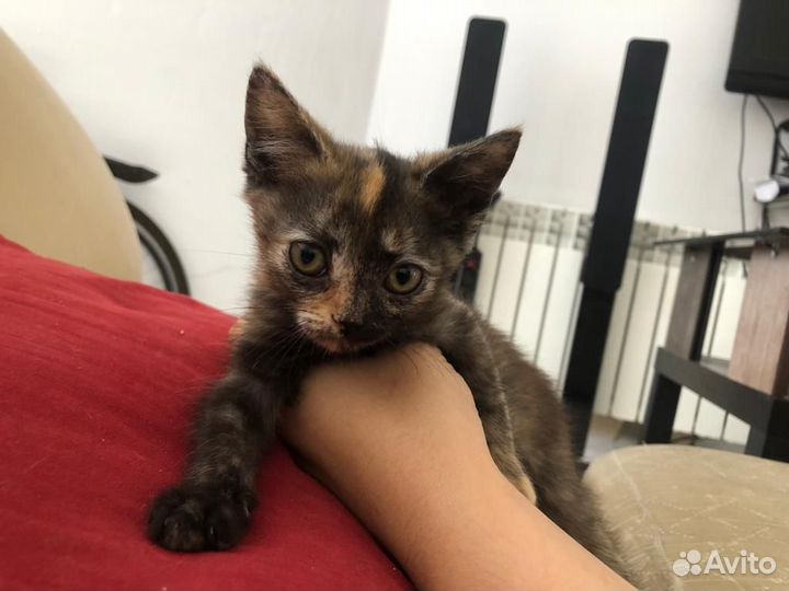 Кошка