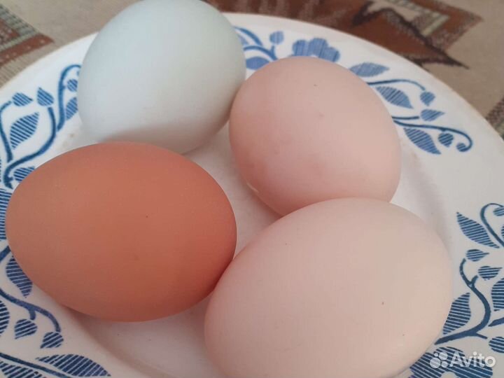 Инкубационное яйцо