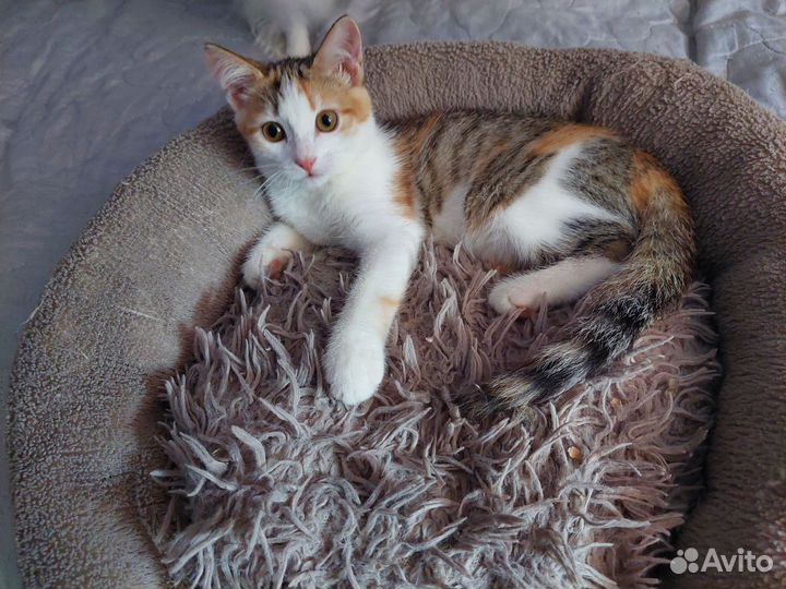 Девочка 4 месяца