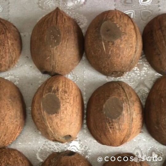 Скорлупа кокоса