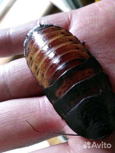 Мадагаскарский Таракан