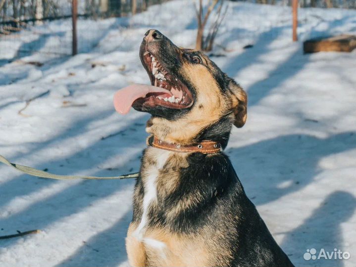 Лучезарные девочки щенки в дар
