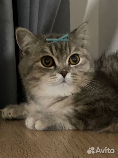Кошка