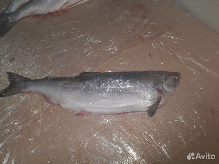 Рыба в заморозке