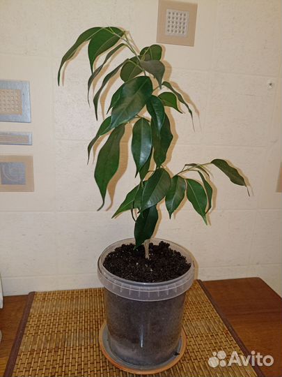 Фикус бенджамина