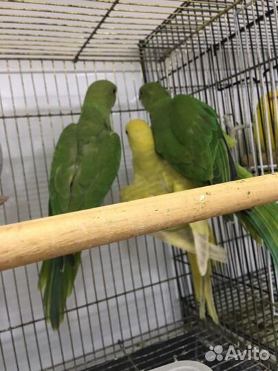 Ожереловые попугаи птеньчики